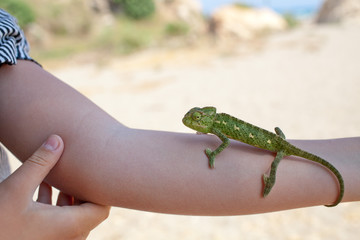 Chameleon on hand