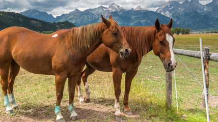 Obraz premium Horses in Grand Teton National Park, Wyoming