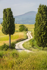 road to farm and cypress trees in Tuscany in Italy