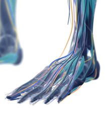 Obraz na płótnie Canvas Human muscular vascular, lymphatic and nervous system. Xray like image. 3D illustration.