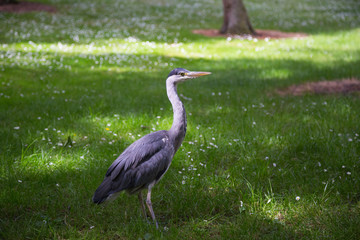 A heron in the Botanic Gardens in Dublin, Ireland
