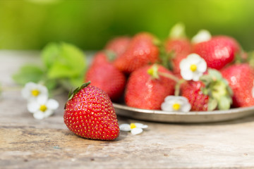 Fresh ripe sweet strawberries crop in garden