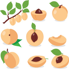 Fototapeta na wymiar Apricot. Set apricots, pieces and slices