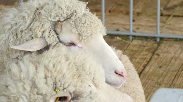 , beautiful white sheep in a stall on the farm