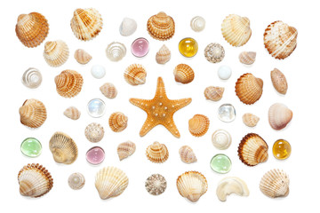 composition of exotic sea shells and starfish on a white background.