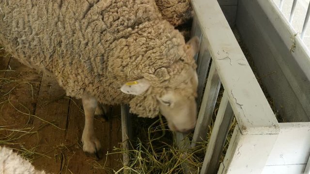  beautiful white sheep in a stall on the farm