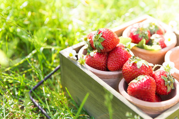 Fresh ripe sweet strawberries crop in garden
