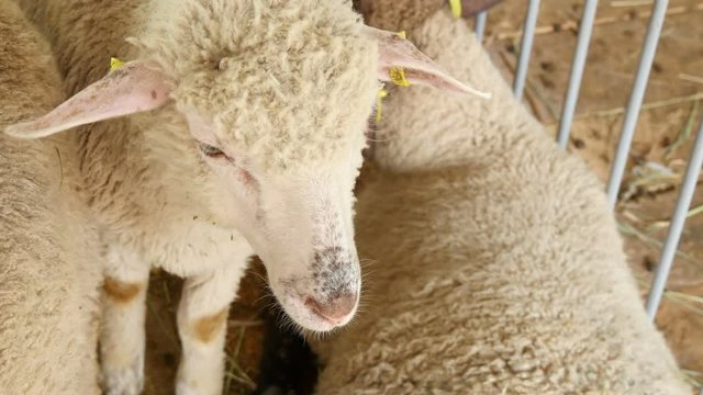  beautiful white sheep in a stall on the farm