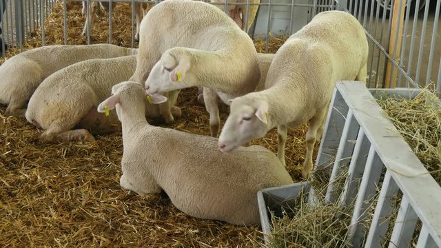  beautiful white sheep in a stall on the farm