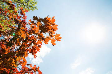 The park surrounding Fryderyk Chopin's Birthplace in Żelazowa Wola, Poland
