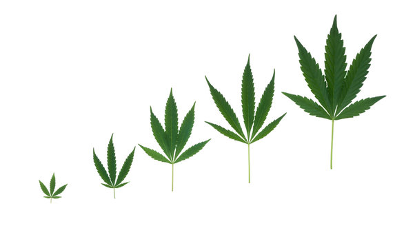 The graph of growth of the marijuana leaf on a white background.