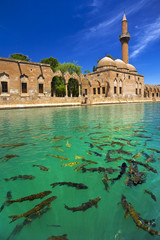 Turkey. Sanliurfa. Sacred Fish Pool with sacred carp - legendary lake where Abraham was thrown into the fire by King Nimrod. The mosque of Halil-ul Rahman and surrounding arcades faces sacred pool