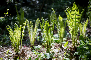 new ferns