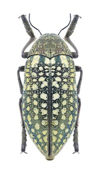 Beetle Julodis variolaris eoa