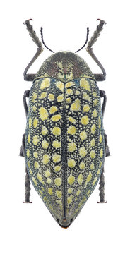 Beetle Julodis variolaris eoa