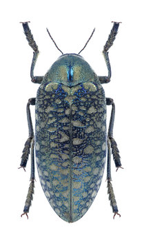 Beetle Julodis variolaris freygessneri