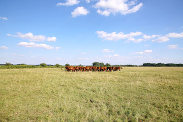Fototapeta premium Thoroughbred gidran horses eating fresh greengrass on the puszta