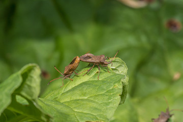 Fototapeta premium Saumwanze bei der Paarung