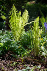 new ferns emerging