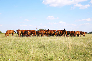 Herd of gidran horses eating fresh green grass on hungarian mead