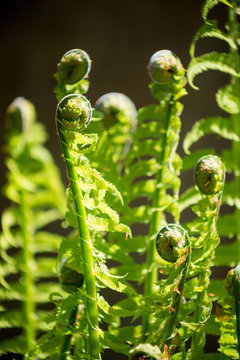 new ferns emerging