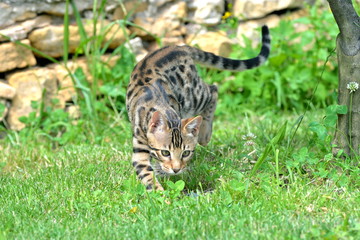 Chat de Bengale dans l'herbe