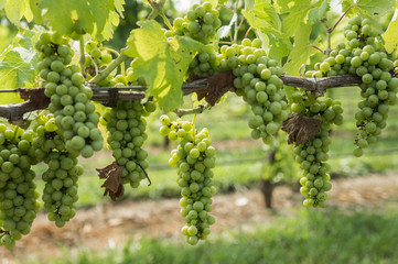 Clusters of Green White Grapes on Vine