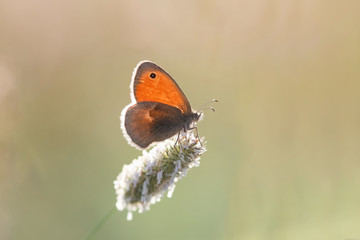 little orange butterfly sitting on a fluffy blade of grass on a summer meadow