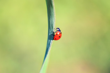 little red ladybug crawling on a green leaf 