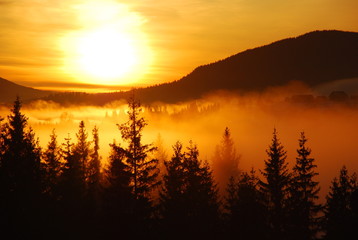 Рассвет среди хвойных деревьев в Карпатских горах © travellerno1