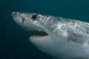 great white shark, carcharodon carcharias, South Africa