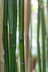 bamboo green growing in a garden 