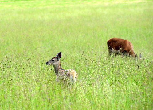 versteckt im Gras, Hirschkitz im hohen Gras