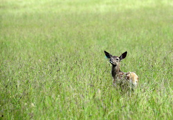 kess, Rothirschkitz im hohen Gras