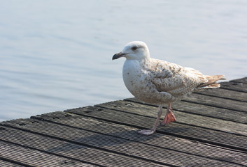 Möwe auf Steg am Meer