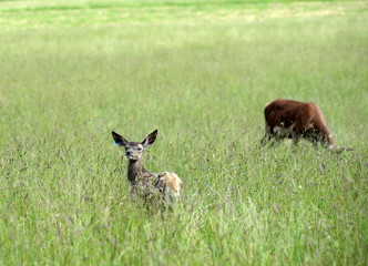 in Mutters N&auml;he, Rothirschkalb mit Muttertier im hohen Gras