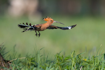 Hoopoe in flight (Upupa epops). © szczepank