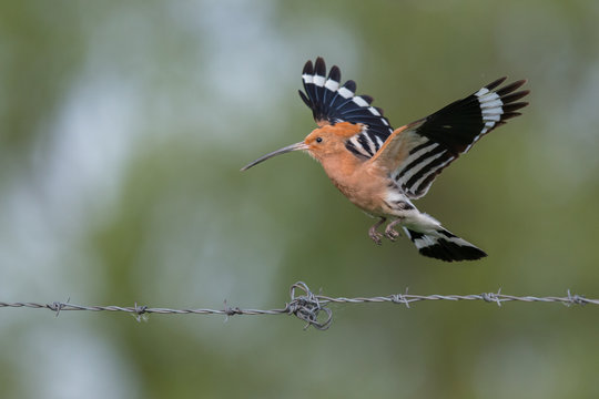 Hoopoe in flight (Upupa epops).