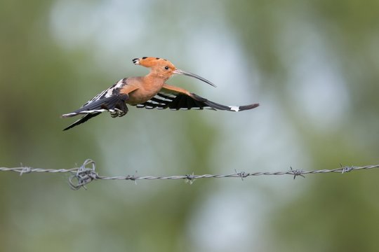 Hoopoe in flight (Upupa epops).