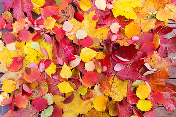 Autumn fall leaves background