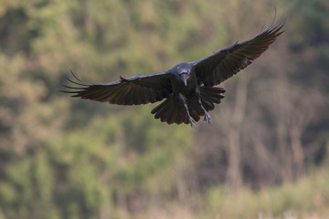 Birds - Common Raven (Corvus corax)