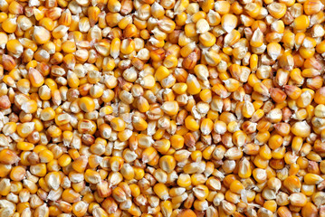 Corn texture