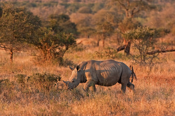 Fototapeta premium white rhinoceros , ceratotherium simum