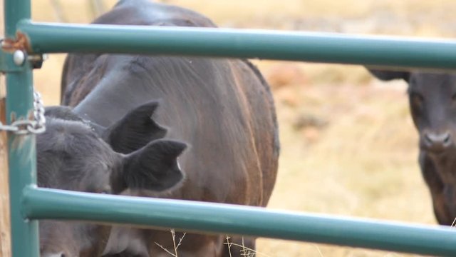 Cows grazing inside a ranch gate