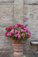 Fototapeta na wymiar Bouquet of colorful flowers in a garden Italy