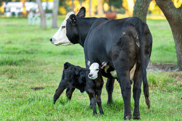 Calf or baby bull angus black with white face and tongue sticking out standing next to mother cow ready to nurse in rural countryside field pasture outside natural