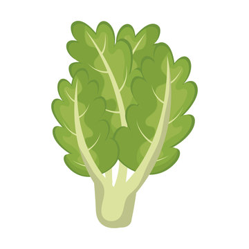 Fresh and delicious lettucevegetable icon, vector illustration.