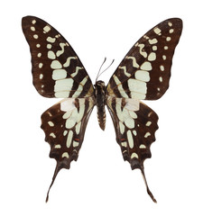 Isolated butterfly with clipping path