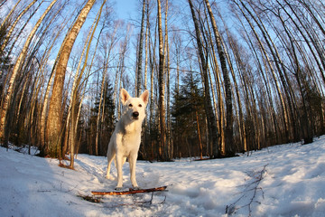 White Swiss shepherd dog