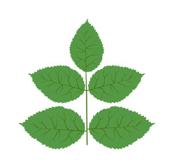 Vector tropical leaves Green tree leave. Natural green leaf isolated. Leaf element floral color garden art. Tropical leave tree element. Natural green tropical leave flat style